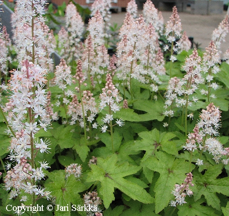 Tiarella 'Pink Bouquet'